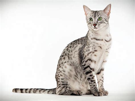 His spotted coat in bronze, silver, or smoke is the most striking characteristic of his personality. Egyptian Mau | Animal Planet