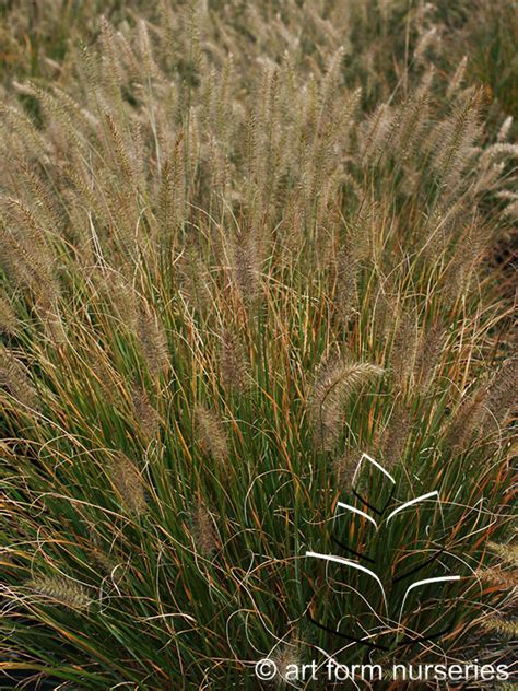 Pennisetum Alopecuroides Hameln Art Form Nurseries