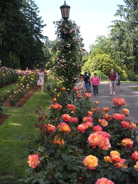 The International Rose Test Garden Portland Oregon