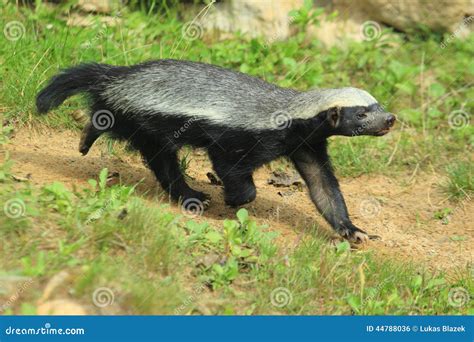 Honey Badger Stock Photo Image Of Grass Nature Capensis 44788036