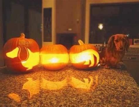 Dachshund Jack O Lantern Dog Pumpkin Pumpkin Carving Halloween Pumpkins