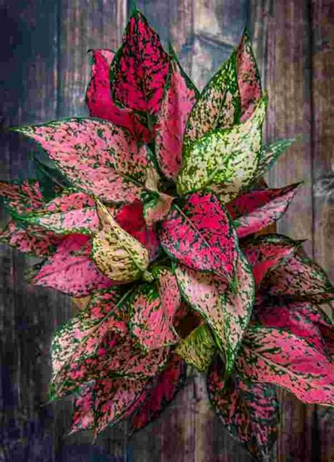 Aglaonema Red Valentine Moody Blooms