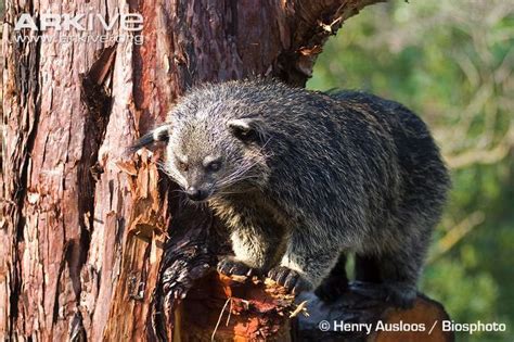 The Binturong Or Bearcat Is From South South East Asia