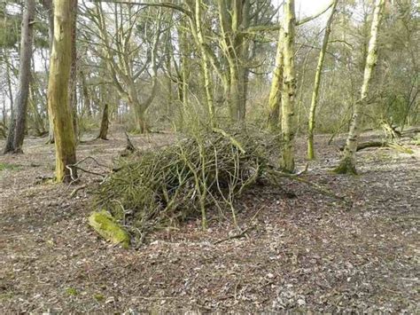 Is Bigfoot In Britain Mysterious Figure Lurking In Lincolnshire Woods