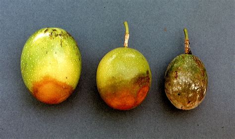 Passionfruit Phytophthora Rot 154