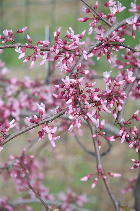 Hearts and flowers tinley park. Cascading Hearts Redbud (Cercis canadensis 'Cascading ...