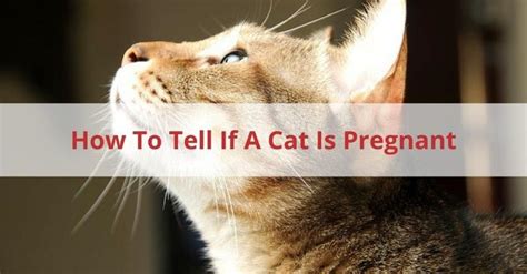 How To Tell If A Cat Is Pregnant And What To Do