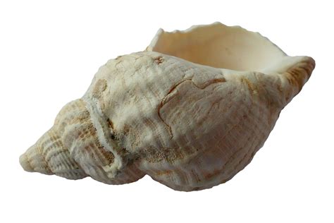 Sea Shell Clam Free Photo On Pixabay