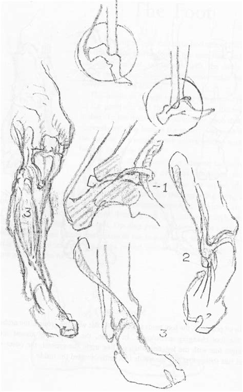 How to Draw the Foot : Drawing Feet and the Anatomy of them Reference