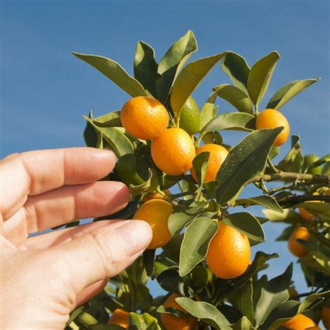 Kiat Kiat Grafted Dwarf Ponkan Orange Seedlings Lazada Ph