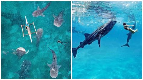 2022 Travel Guide Whale Shark Watching In Oslob