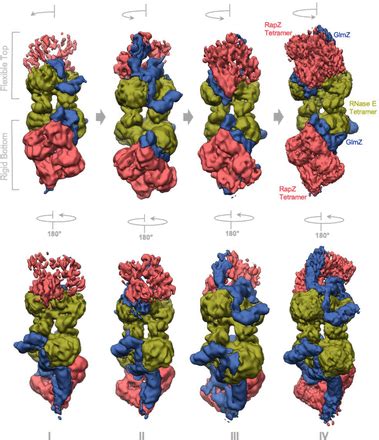 Structure Of A Bacterial Ribonucleoprotein Complex Central To The