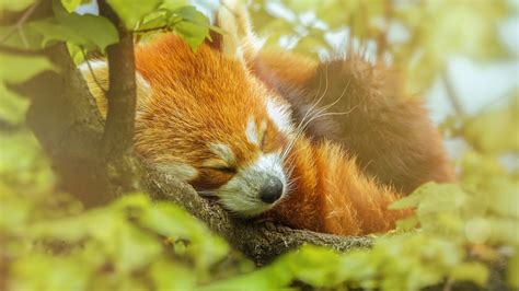 Red Panda Sleeping In A Tree Image Abyss