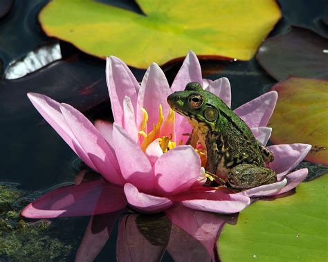 A Frog Sitting On A Pink Water Lily With The Lily Reflected In The