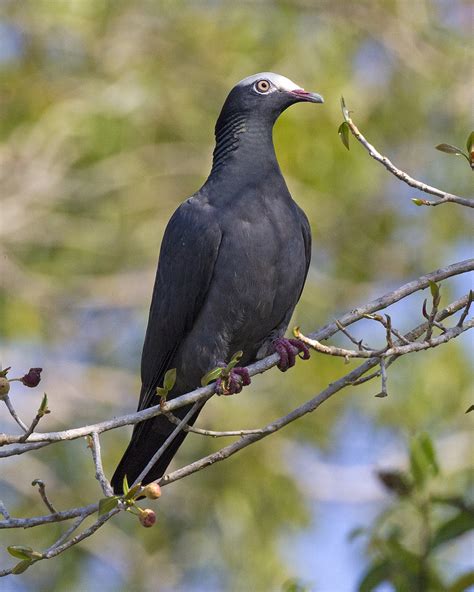 White Crowned Pigeon Wikipedia