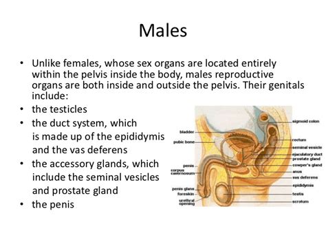 Male And Female Reproductive System Slide