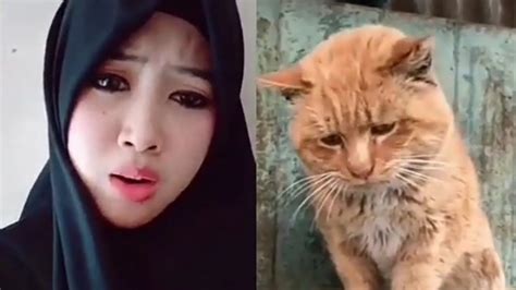 Kompilasi Video Lucu Kucing Kucing Imut Youtube