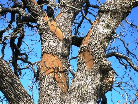 Oak Wilt Other Tree Diseases Examined At Program In San Antonio