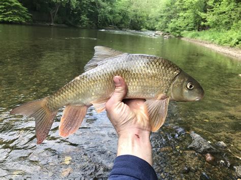 Maryland Biodiversity Project Shorthead Redhorse Moxostoma