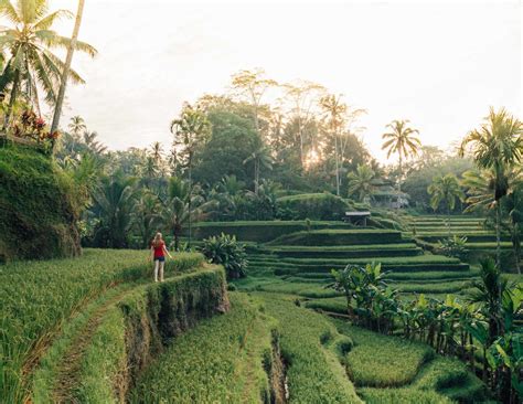 Tegalalang Rice Terrace The Perfect Place For Sunrise In Ubud Bali Bali Waterfalls Ubud
