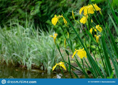 Yellow Flowers Iris Pseudacorus Yellow Flag Yellow Iris On The Shore