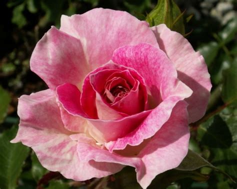 Hedging Rose Floribunda Regensberg 175mm Pot Dawsons Garden World