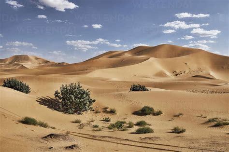 Sand Dunes And Bushes In The Sahara Desert Merzouga Morocco North
