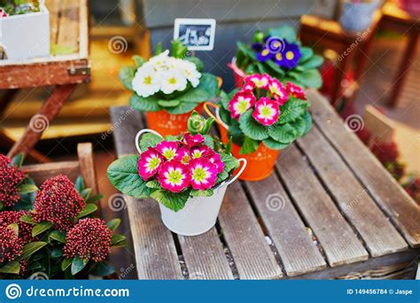 Outdoor Flower Market Stock Photo Image Of Jonquil 149456784