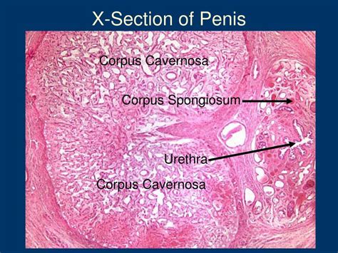 PPT Histology Of The Reproductive Systems PowerPoint Presentation