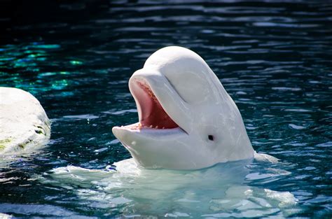 Plan Charts Course To Save Alaskas Cook Inlet Beluga Whales Planet