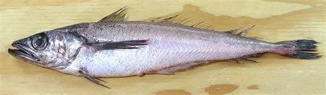 Pacific Hake Whiting