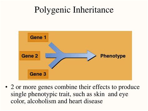 Ppt Chapter 4 Genetics And Cellular Function Powerpoint Presentation Id9190227