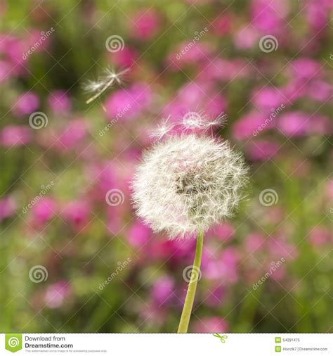 Dandelion In The Wind Stock Image Image Of Grass Garden 54291475