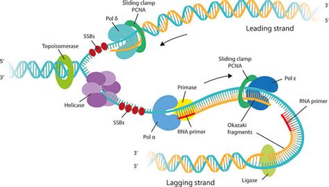Qué es la replicación del ADN Una guía completa