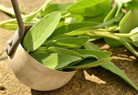 5 Amazing Health Benefits Of Sage Leaves Trustherb