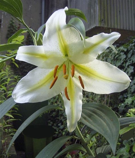 Lilium Auratum Golden Rayed Lily Of Japan Or Goldband Lily Section