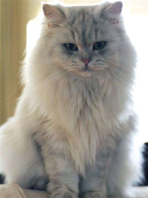 Find the latest listing of british longhair cats for sale. British Longhair | The Life of Animals