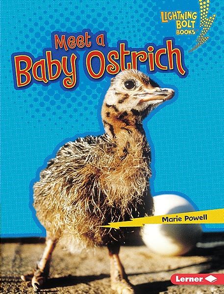 Meet A Baby Ostrich Lerner Publishing Group