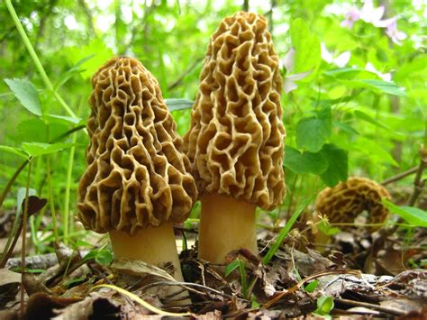 Hunting For Morels In The North Artful Living Magazine