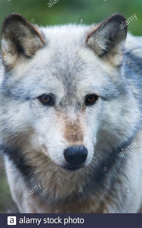 Grey Captive Northwestern Wolf Canis Lupus Occidentalis Also Known As