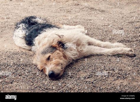 el perro sin hogar está durmiendo en el piso joven perro de raya durmiendo fotografía de stock