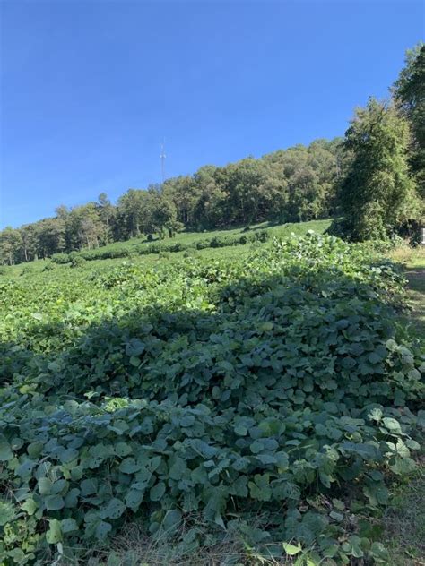 Howwhy Kudzu And Chinese Privet Were Brought Here Walter Reeves The