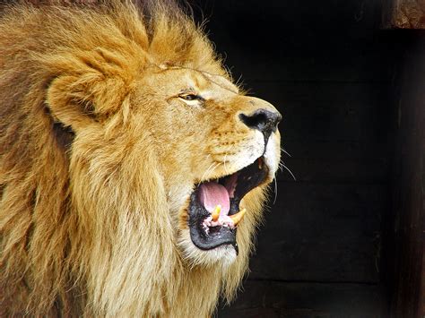 Fileroaring Lion Travis Jervey Wikipedia