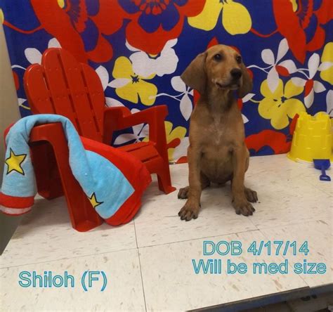 Black And Tan Coonhound Lab Mix F Pup Named Shiloh In Wedowee Al