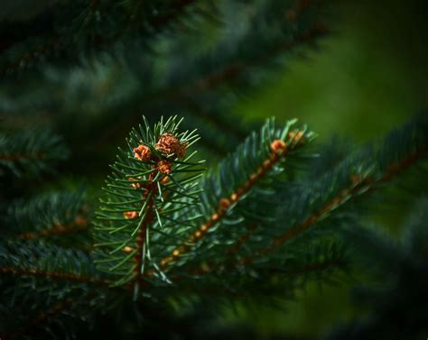 3888x2592 3888x2592 Fir Pine Tree Evergreen Pine Minimalistic