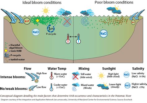 Environmental Conditions That Lead To Harmful Algal Blooms Habs