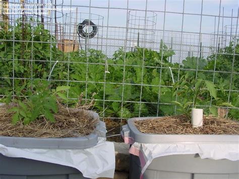 Tomatoes And Peppers New Homemade Earthbox 1 By Hornstrider