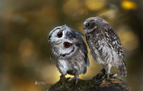 Wallpaper Birds Owl Two Branch Owls Images For Desktop Section