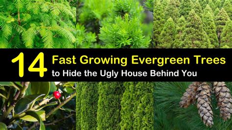 20 Fast Growing Evergreen Trees To Hide The Ugly House Behind You