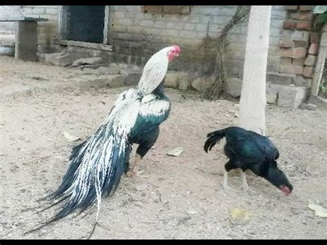 See more of aseel murga on facebook. Parrot beak aseel murgha - YouTube